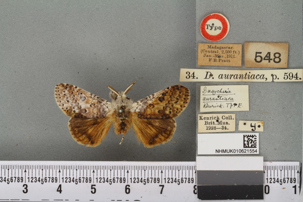 /filer/webapps/moths/media/images/A/aurantiaca_Dasychira_HT_BMNHa.jpg