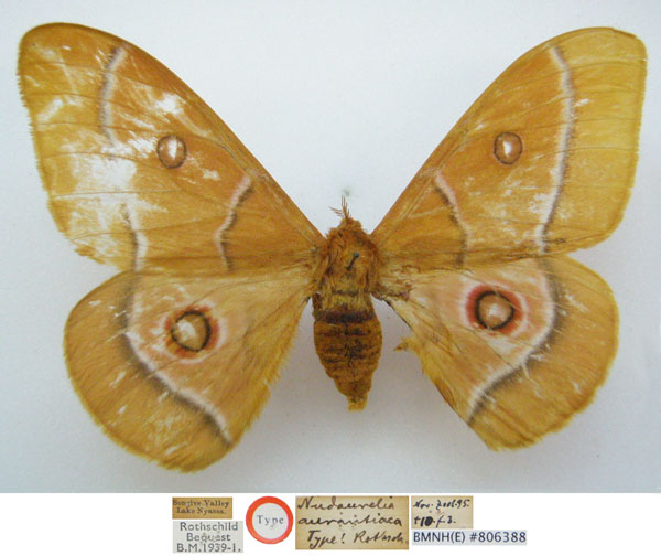 /filer/webapps/moths/media/images/A/aurantiaca_Nudaurelia_HT_NHMUKa.jpg