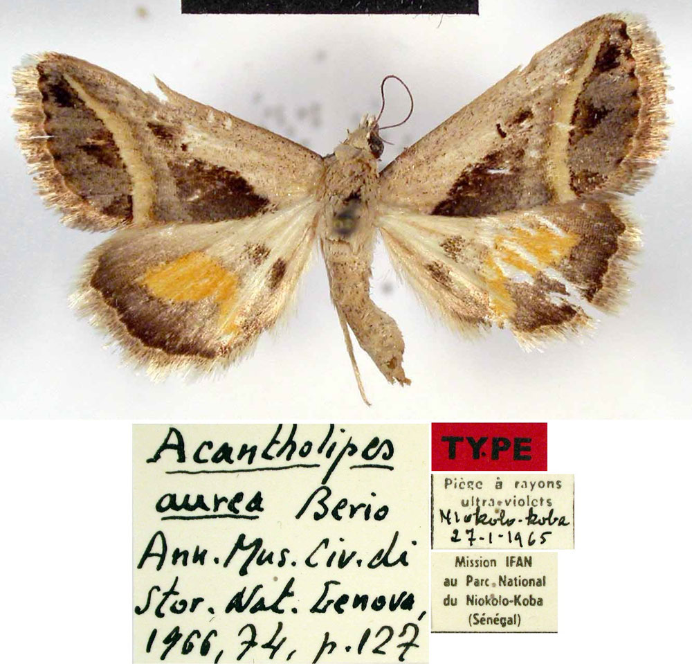 /filer/webapps/moths/media/images/A/aurea_Acantholipes_HT_IFAN.jpg