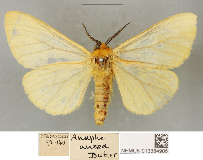 /filer/webapps/moths/media/images/A/aurea_Anaphe_LT_BMNH.jpg