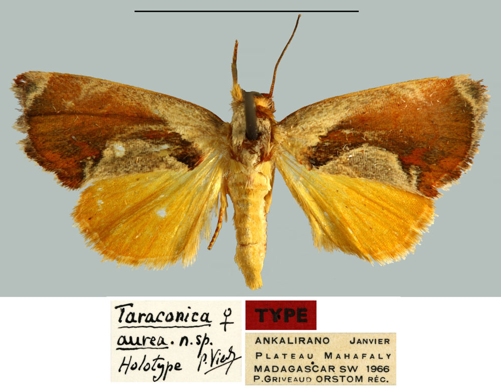 /filer/webapps/moths/media/images/A/aurea_Taraconica_HT_MNHN.jpg