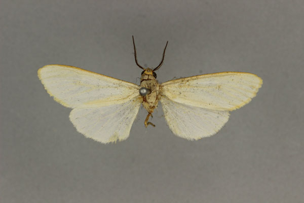 /filer/webapps/moths/media/images/A/aureacosta_Estigmene_HT_BMNH.jpg