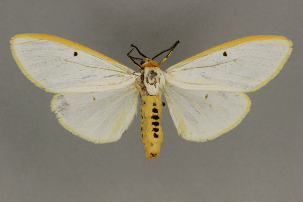 /filer/webapps/moths/media/images/A/aureolimbata_Amsacta_ST_BMNH.jpg