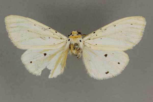 /filer/webapps/moths/media/images/A/auricinctum_Micralarctia_LT_BMNH.jpg