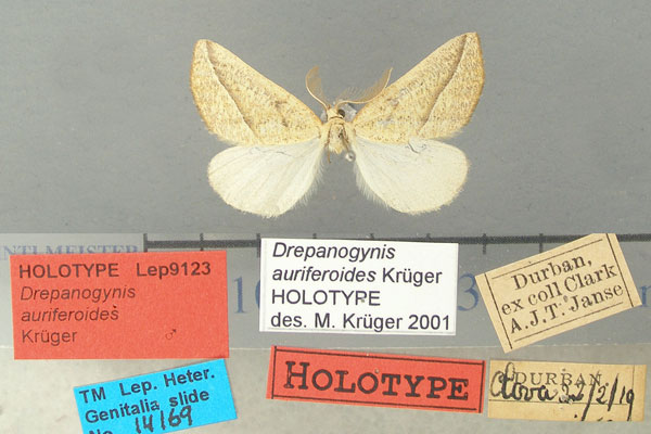 /filer/webapps/moths/media/images/A/auriferoides_Drepanogynis_HT_TMSA.jpg