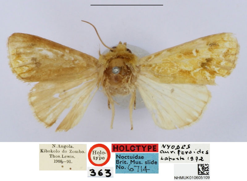 /filer/webapps/moths/media/images/A/auriferoides_Nyodes_HT_BMNH.jpg
