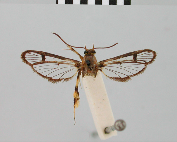 /filer/webapps/moths/media/images/A/auripes_Synanthedon_HT_BMNH.jpg