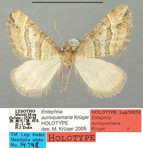 /filer/webapps/moths/media/images/A/aurisquamaria_Entephria_HT_TMSA.jpg