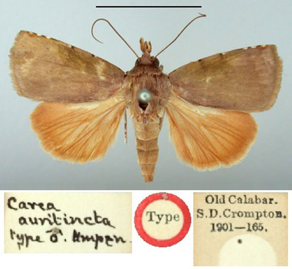 /filer/webapps/moths/media/images/A/auritincta_Carea_HT_BMNH.jpg