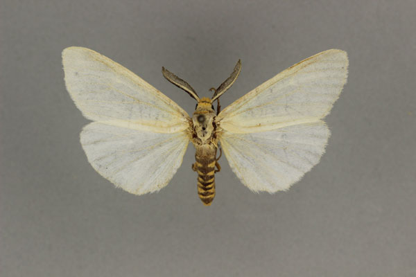 /filer/webapps/moths/media/images/A/aurivillii_Acantharctia_AM_BMNH.jpg