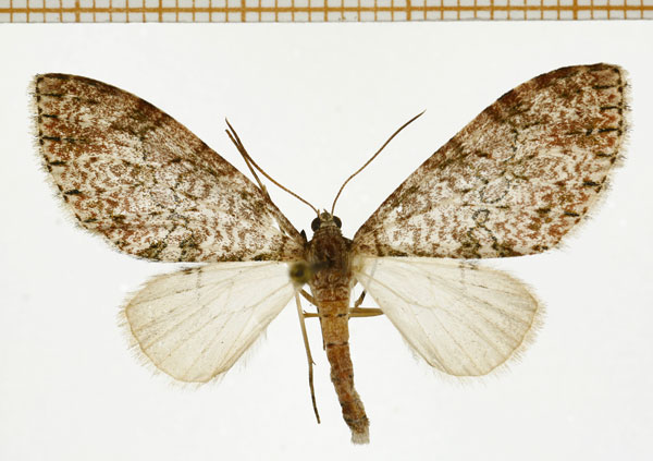 /filer/webapps/moths/media/images/A/aurivilliusi_Lobidiopteryx_A_DePrins.jpg