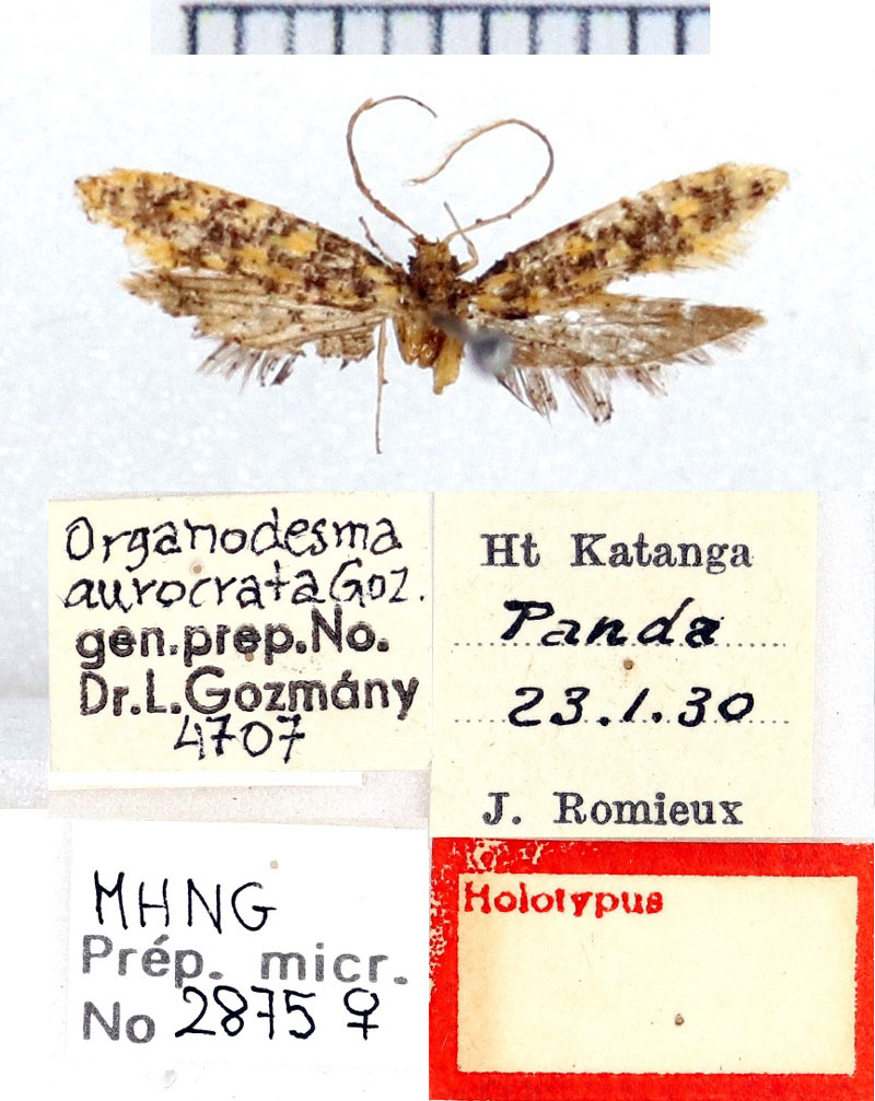 /filer/webapps/moths/media/images/A/aurocrata_Organodesma_HT_MHNG.jpg