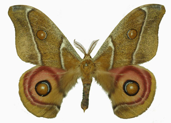 /filer/webapps/moths/media/images/A/australis_Antherina_AM_Basquin.jpg
