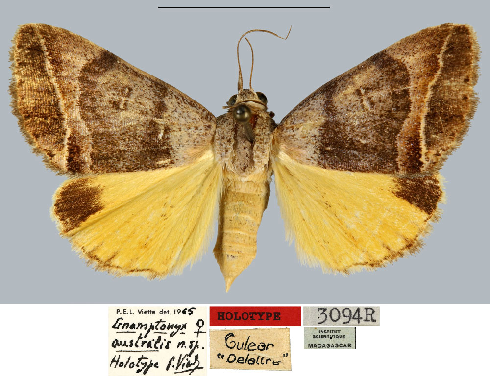 /filer/webapps/moths/media/images/A/australis_Gnamptonyx_HT_MNHN.jpg