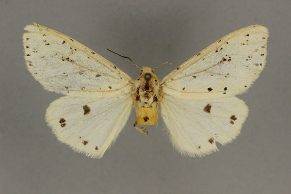 /filer/webapps/moths/media/images/A/australis_Micralarctia_HT_BMNH.jpg