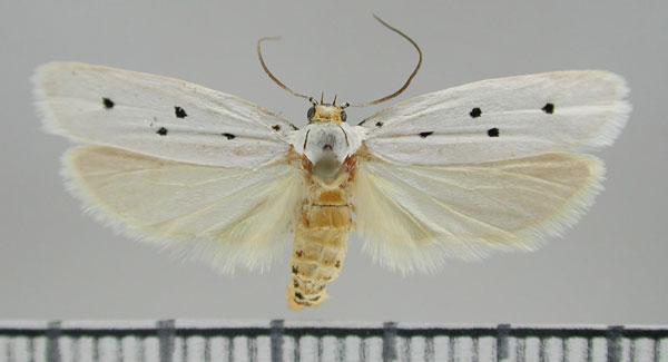 /filer/webapps/moths/media/images/A/austronamibiensis_Ethmia_HT_NMNW.jpg