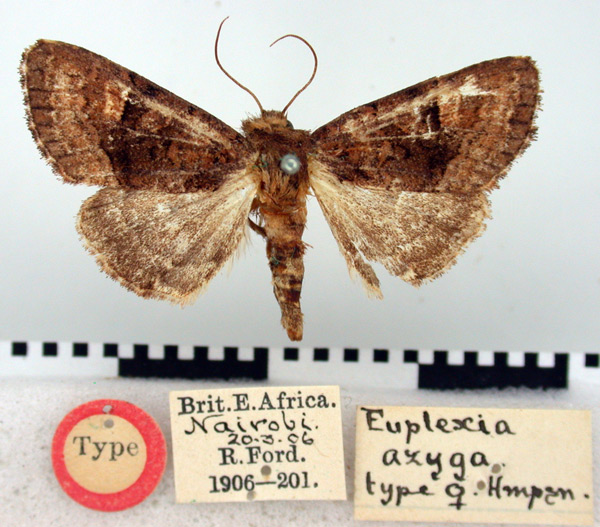 /filer/webapps/moths/media/images/A/azyga_Euplexia_HT_BMNH.jpg