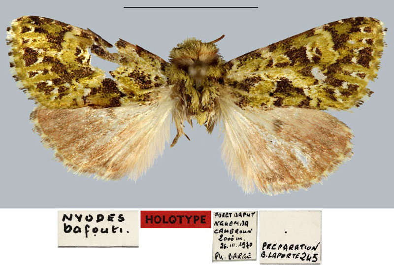 /filer/webapps/moths/media/images/B/bafouti_Nyodes_HT_MNHN.jpg