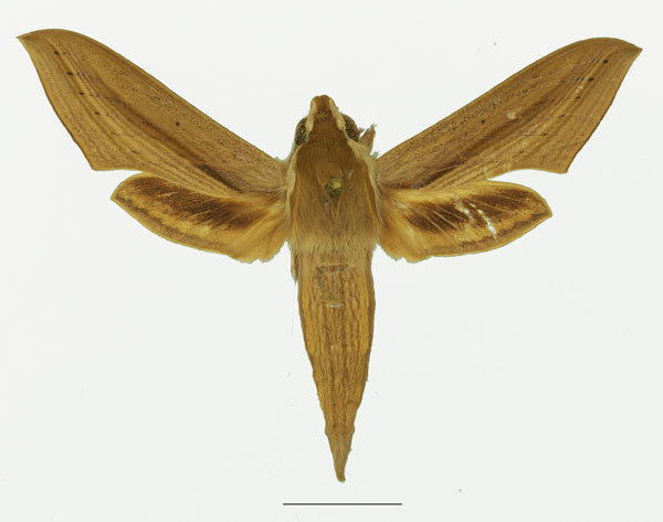 /filer/webapps/moths/media/images/B/balsaminae_Hippotion_AM_Basquin_01a.jpg