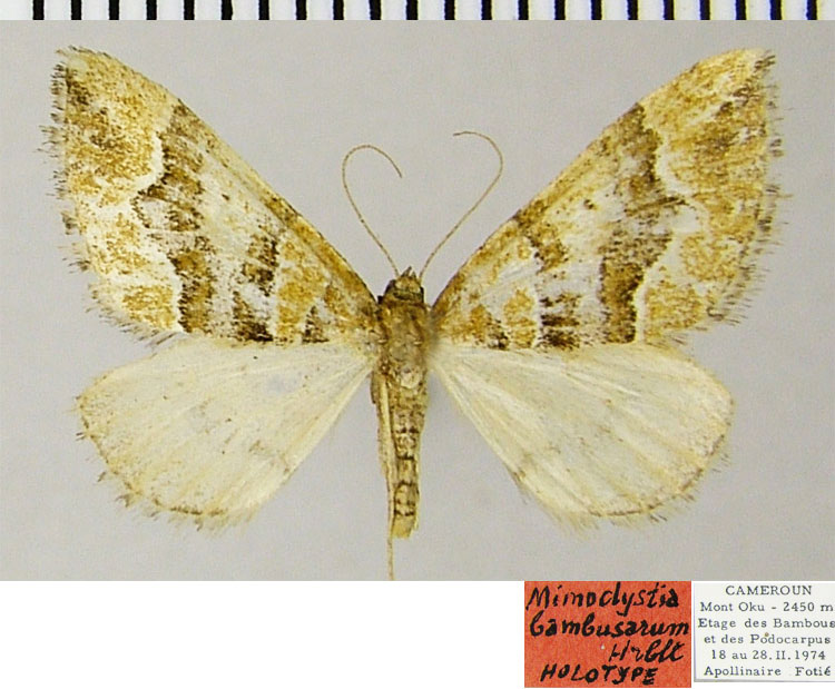 /filer/webapps/moths/media/images/B/bambusarum_Mimoclystia_HT_ZSMa.jpg