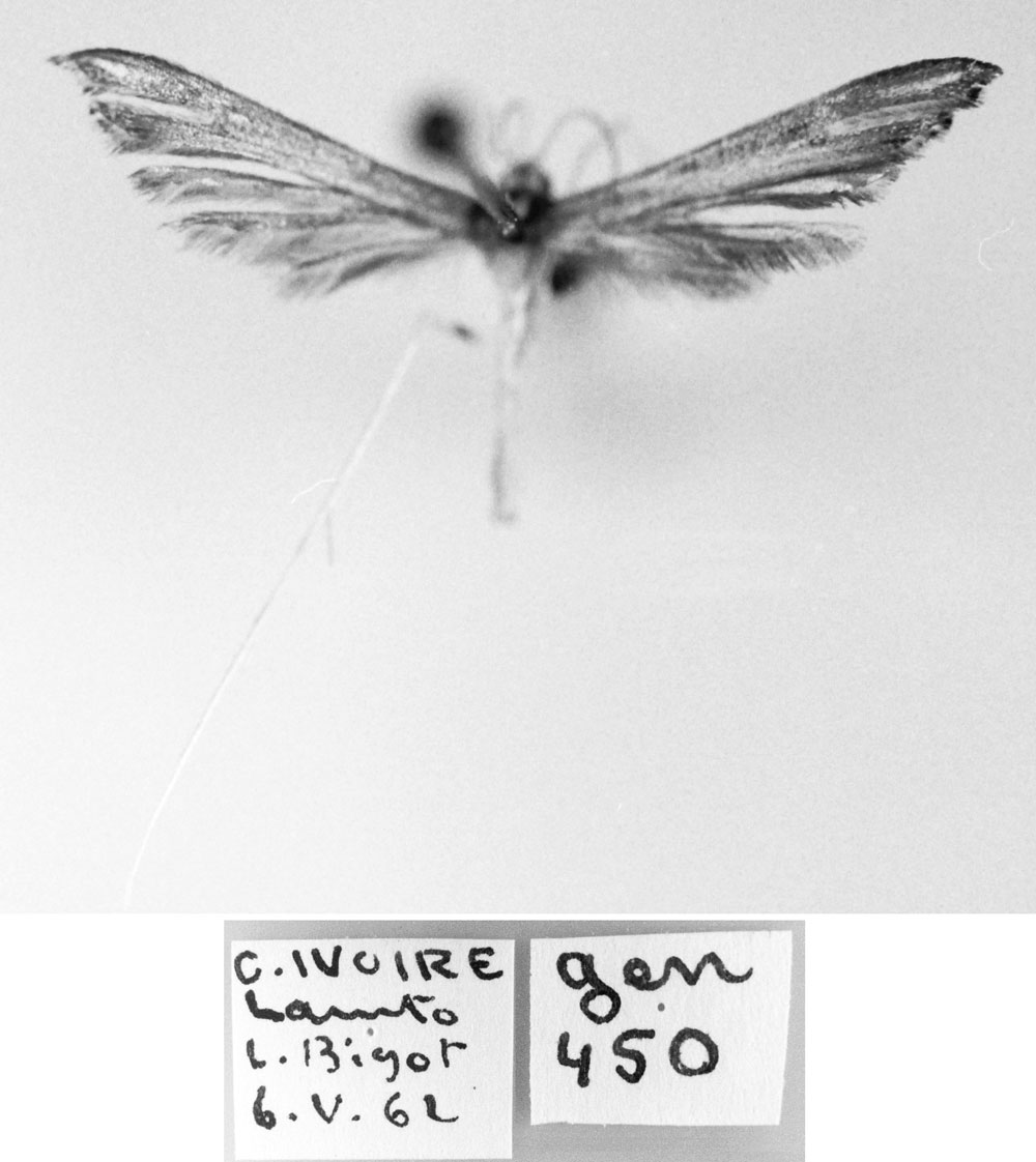 /filer/webapps/moths/media/images/B/bandamae_Stenoptilia_HT_MNHN.jpg