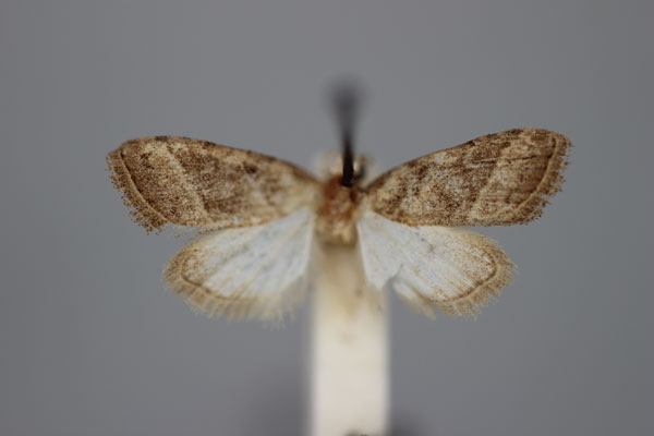 /filer/webapps/moths/media/images/B/barbertonensis_Nola_A_BMNH.jpg