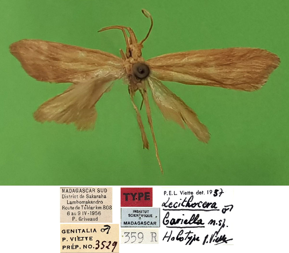 /filer/webapps/moths/media/images/B/bariella_Lecithocera_HT_MNHN.jpg