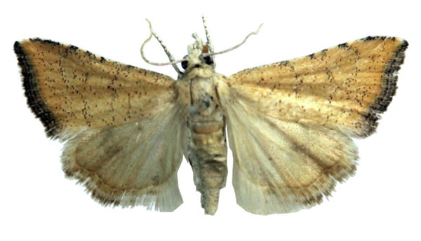/filer/webapps/moths/media/images/B/baringensis_Ptychopseustis_HT_BMNH.jpg