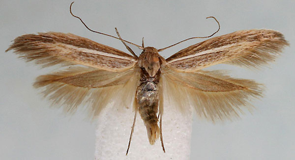 /filer/webapps/moths/media/images/B/baringensis_Scythris_HT_BMNH.jpg