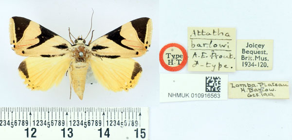/filer/webapps/moths/media/images/B/barlowi_Attatha_HT_BMNH.jpg