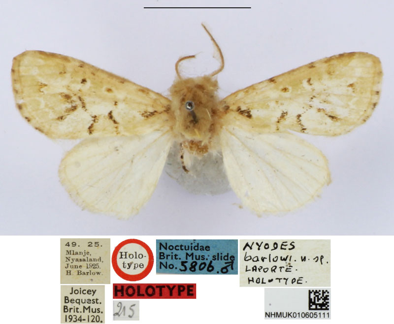 /filer/webapps/moths/media/images/B/barlowi_Nyodes_HT_BMNH.jpg