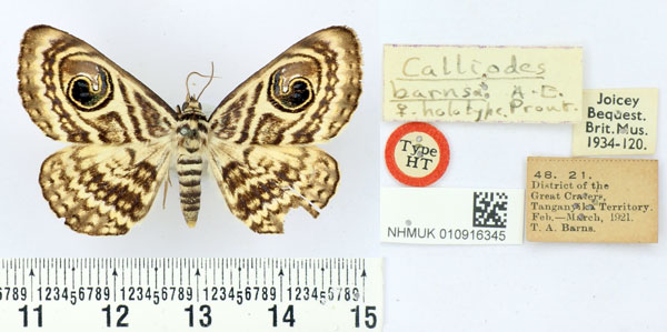 /filer/webapps/moths/media/images/B/barnsi_Calliodes_HT_BMNH.jpg