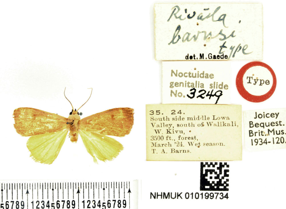 /filer/webapps/moths/media/images/B/barnsi_Rivula_HT_BMNH.jpg