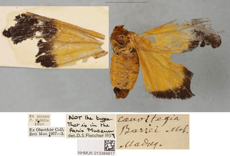 /filer/webapps/moths/media/images/B/barrei_Coenostegia_PLT_BMNH.jpg
