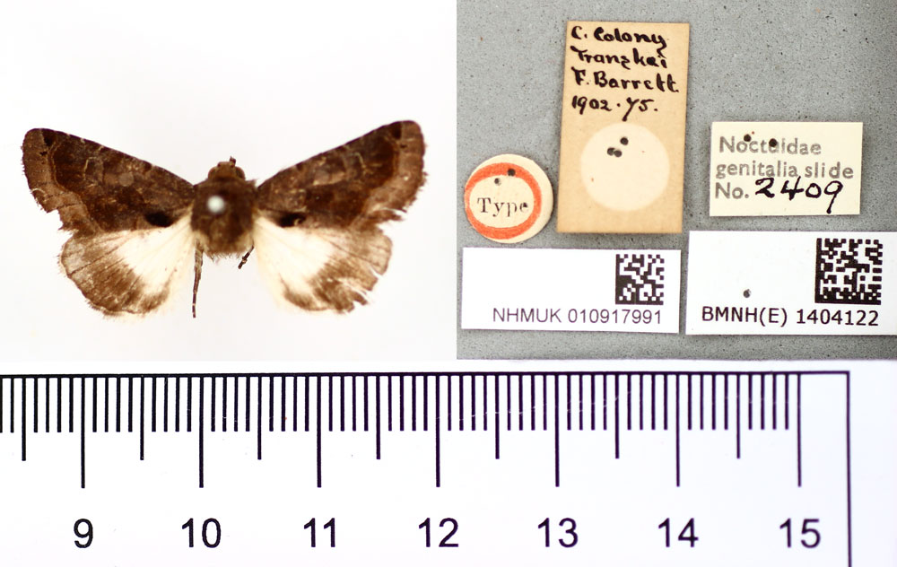 /filer/webapps/moths/media/images/B/barrettae_Catephia_HT_BMNH.jpg