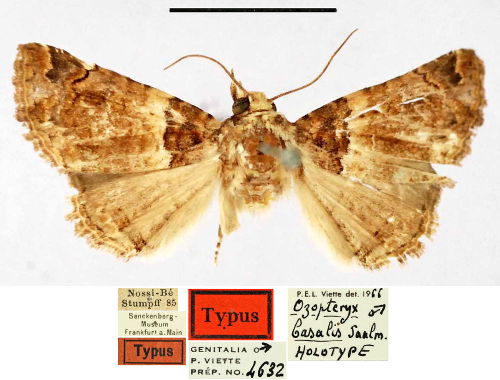 /filer/webapps/moths/media/images/B/basalis_Ozopteryx_HT_SNMF.jpg