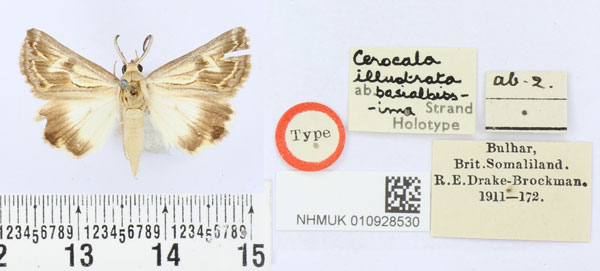 /filer/webapps/moths/media/images/B/basialbissima_Cerocala_HT_BMNH.jpg