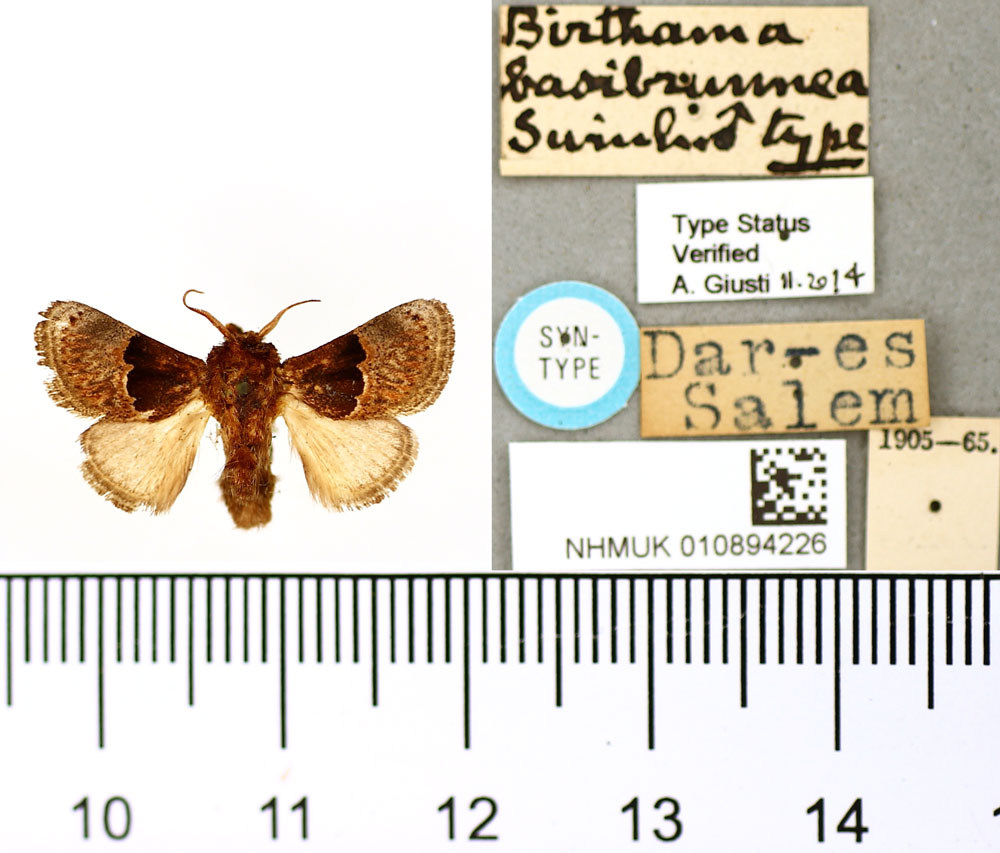 /filer/webapps/moths/media/images/B/basibrunnea_Birthama_HT_BMNH.jpg