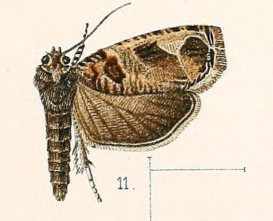 /filer/webapps/moths/media/images/B/basicornis_Phaecasiophora_HT_Walsingham_1891_3-11.jpg