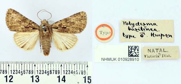 /filer/webapps/moths/media/images/B/basilinea_Polydesma_ST_BMNH.jpg