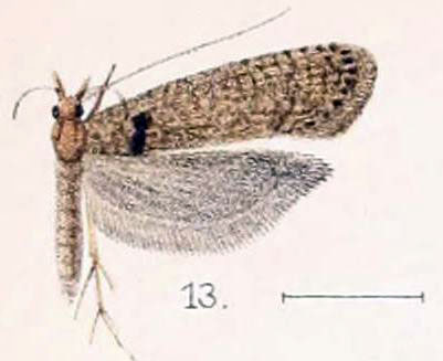 /filer/webapps/moths/media/images/B/basistriatus_Ypsolophus_HT_Walsingham_1897_3-13.jpg