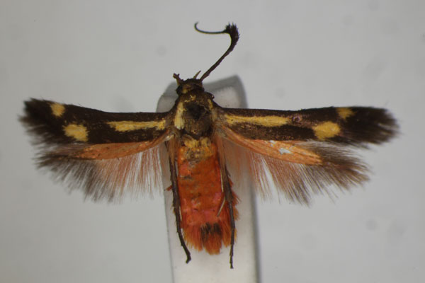 /filer/webapps/moths/media/images/B/basistrigata_Eretmocera_HT_BMNH.jpg