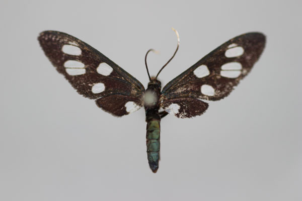 /filer/webapps/moths/media/images/B/basithyris_Amata_HT_BMNH.jpg
