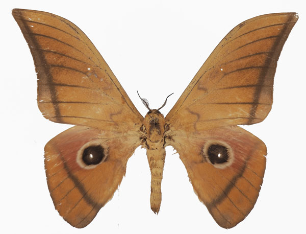 /filer/webapps/moths/media/images/B/basquini_Lobobunaea_AM_Basquina.jpg