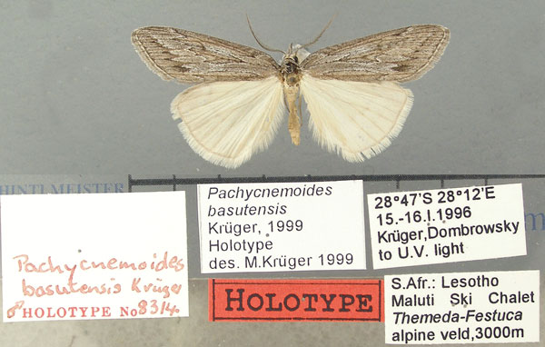 /filer/webapps/moths/media/images/B/basutensis_Pachycnemoides_HT_TMSA.jpg