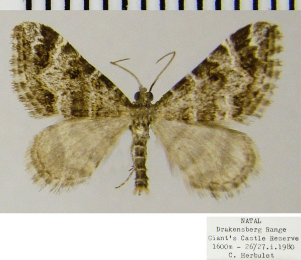 /filer/webapps/moths/media/images/B/basutensis_Piercea_AM_ZSMa.jpg