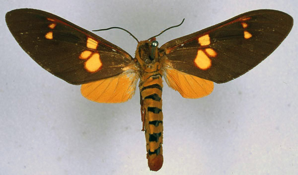 /filer/webapps/moths/media/images/B/batesi_Balacra_HT_BMNH_01.jpg