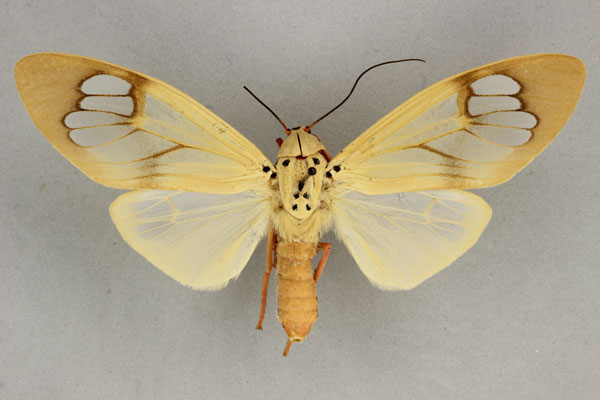 /filer/webapps/moths/media/images/B/bauri_Amerila_AF_BMNH.jpg