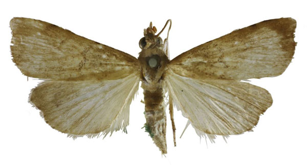 /filer/webapps/moths/media/images/B/beccarii_Ptychopseustis_HT_BMNH.jpg