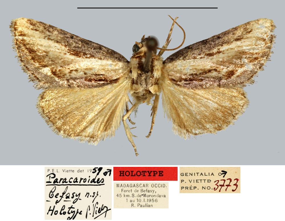 /filer/webapps/moths/media/images/B/befasy_Paracaroides_HT_MNHN.jpg